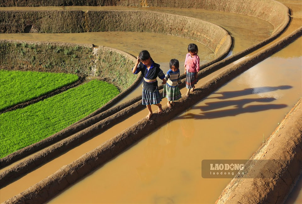 Lũ trẻ con cũng tung tăng theo bố mẹ, đứa ngồi trên bờ trông em, đứa lớn thì vận chuyển mạ, đứa lại đang vắt vẻo trên cây gạo giữa thung lũng hái những bông hoa rực đỏ cuối mùa.