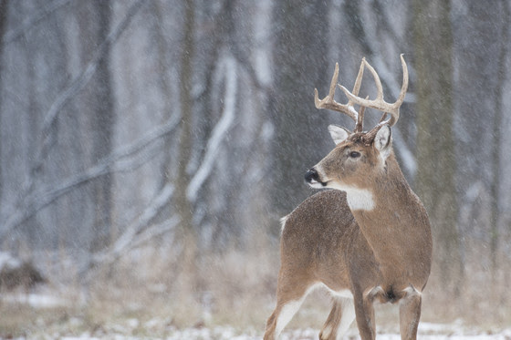 An image of a whitetail buck standing in the snow. 