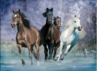 running-horses-bob-langrish-i8857