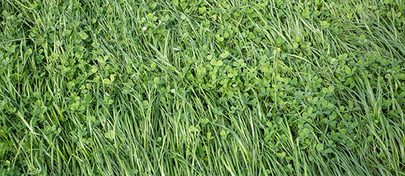 clover and grass field close up 