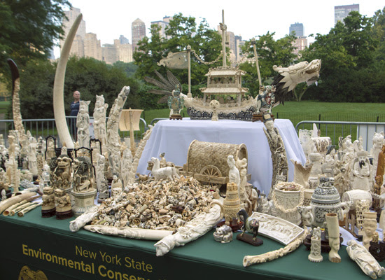 confiscated ivory