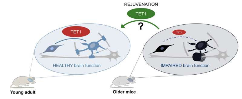 Researchers identify a molecule critical to functional brain rejuvenation