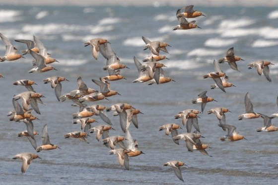 Red Knots Love and Need Our Islands – Tidelines