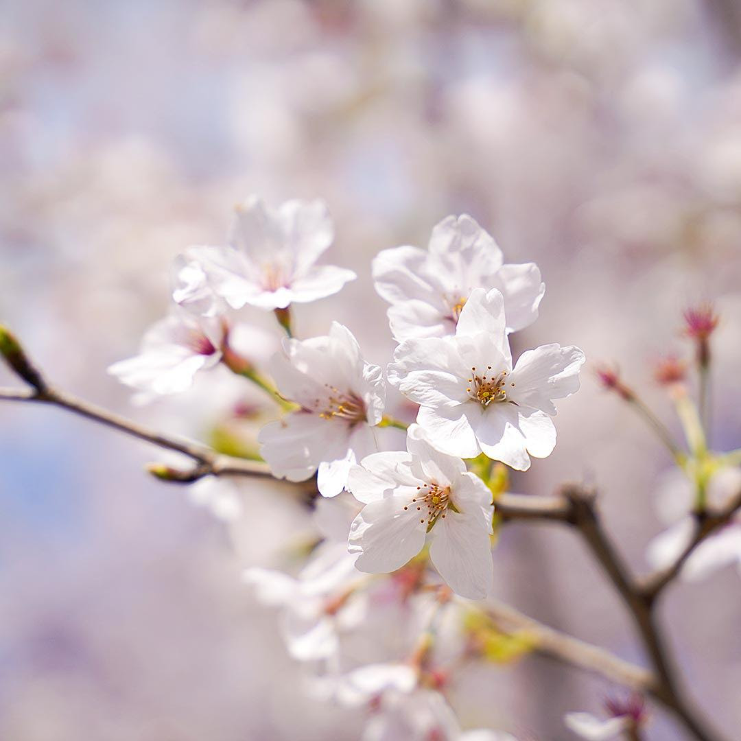 屋内で、お花見会