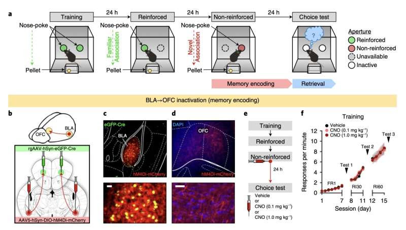 Study identifies a neural network supporting flexible learning and memory