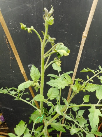 Heat-damaged main tomato shoot on left with healthy undamaged side-shoot on right to be trained up as replacment main shoot