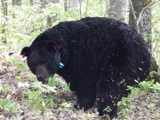 bear with ear tags