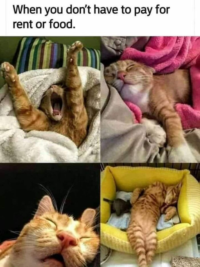 Nonsense-Cat-Pics