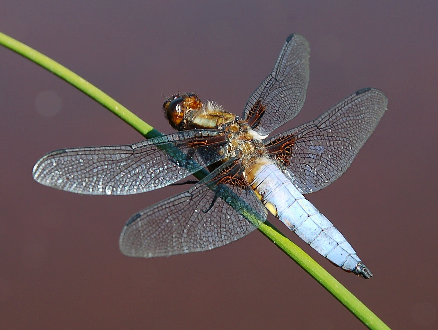 http://upload.wikimedia.org/wikipedia/commons/8/8e/Platetrum_depressum_1_Luc_Viatour.JPG