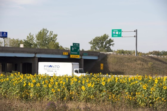 Sunflowers on I-75