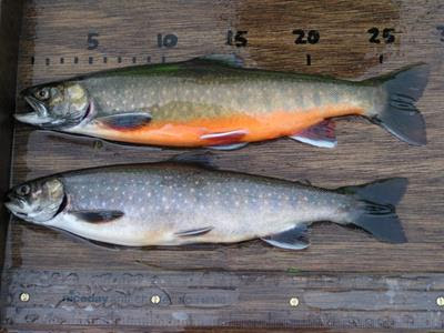 Arctic char