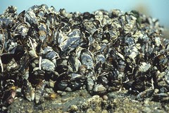 shellfish beds mussel quarantine coastal lifted harvested coast along california sport parts mussels vulnerability ecology bodega bay near