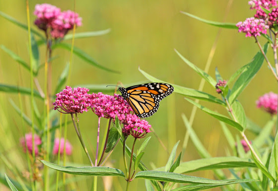 An image of a monarch on a flower. 