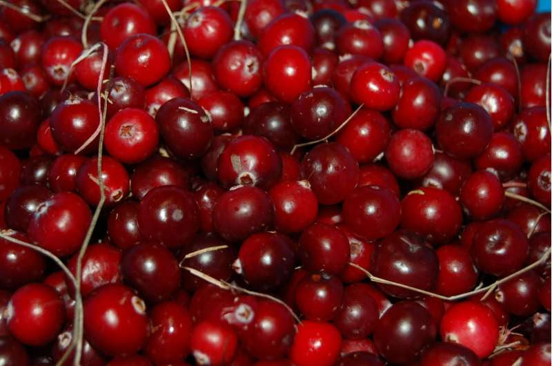 cranberry