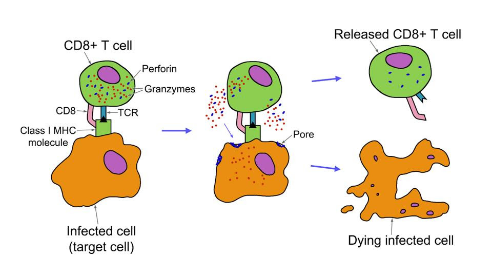 Process of how CD8+ T cell induces apoptosis of a target cell.