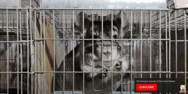 A chinchilla sits trapped in a cage, hands grasping at the metal bars, desperate to be free.