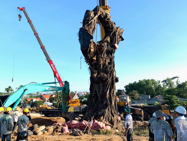Truyền kỳ về những cây đa ở làng Phú Nhơn - Ảnh 4.