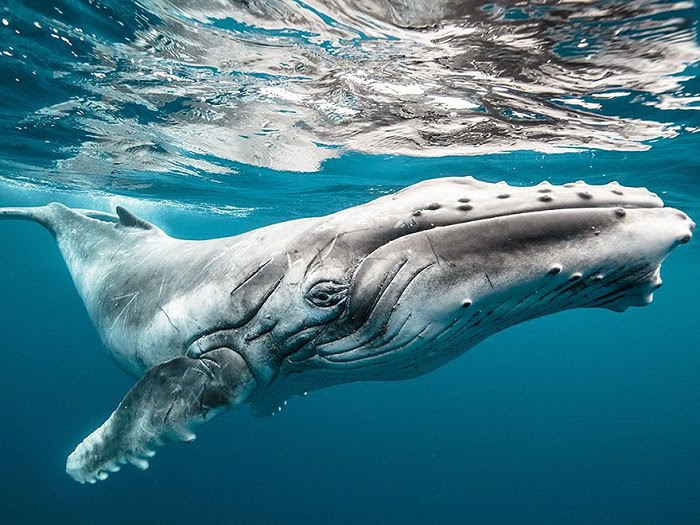 National Geographic 2015