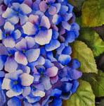 Hydrangea in Detail - Posted on Saturday, March 28, 2015 by Nel Jansen