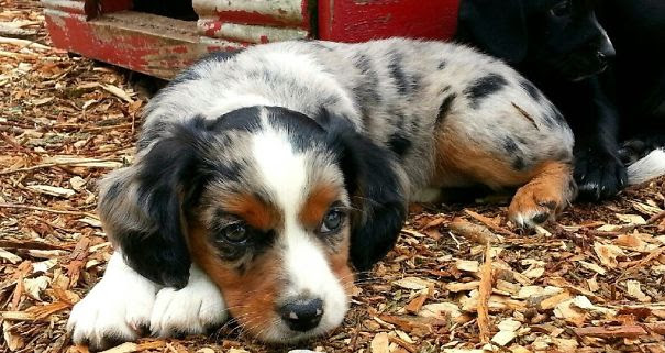 Molly, Our Aussie Shepherd Cavalier Mix