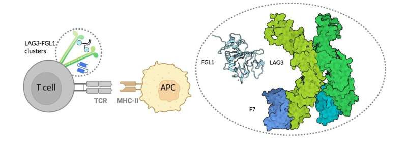 Moffitt researchers determine 1st crystal structure of LAG3