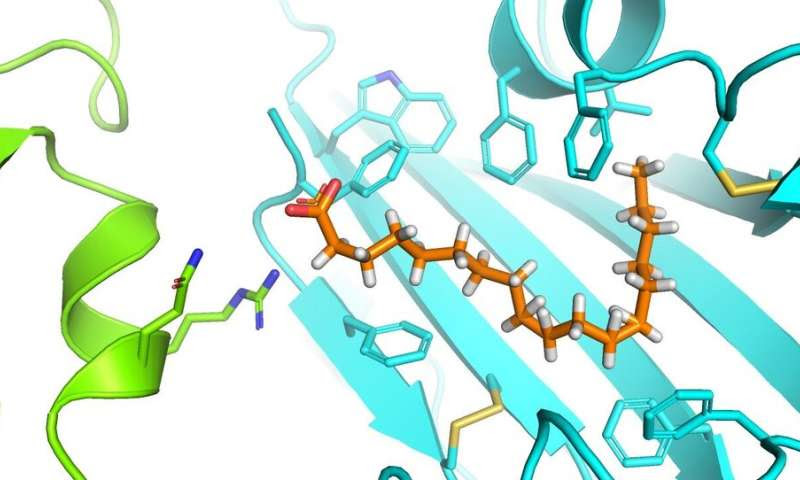 Discovery of a druggable pocket in the SARS-CoV-2 Spike protein could stop virus in its tracks