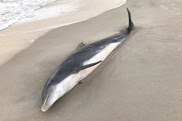 hurt dolphin