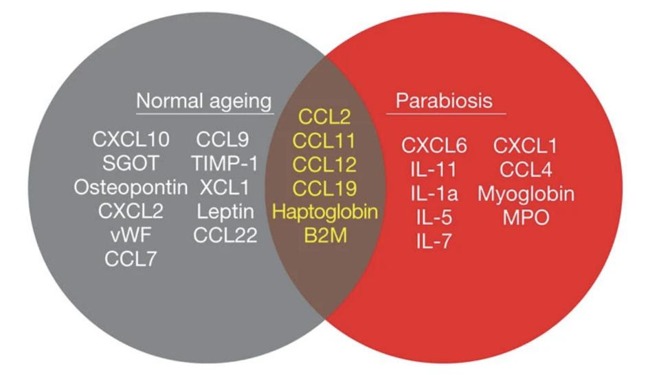 Cytokines/chemokines found in old mice and young mice parabiotically paired with old mice