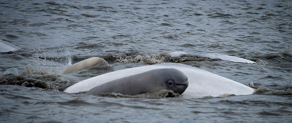 Cook Inlet beluga whales (c) NOAA