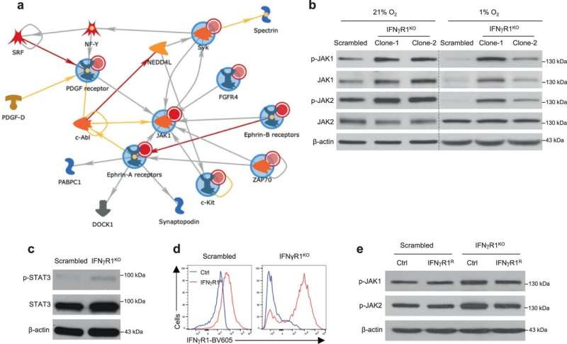 Potential melanoma target bypasses therapeutic resistance to immune checkpoint blockers