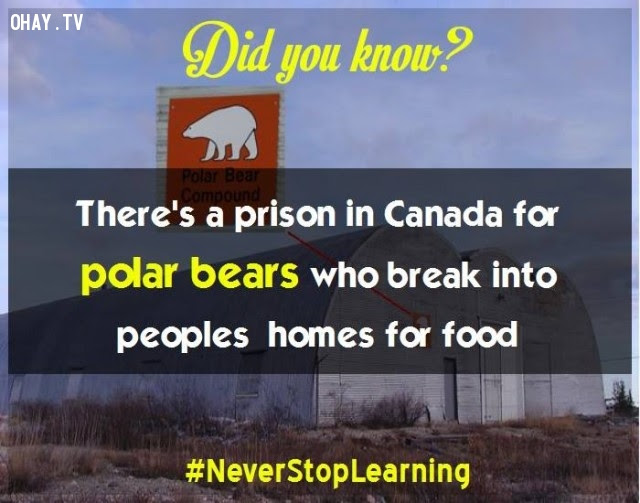 19. Ở Canada có một nhà tù dành riêng cho gấu Bắc cực, những con đã đột nhập vào nhà dân để lấy cắp thực phẩm.,sự thật thú vị,những điều thú vị trong cuộc sống,khám phá,sự thật đáng kinh ngạc,có thể bạn chưa biết