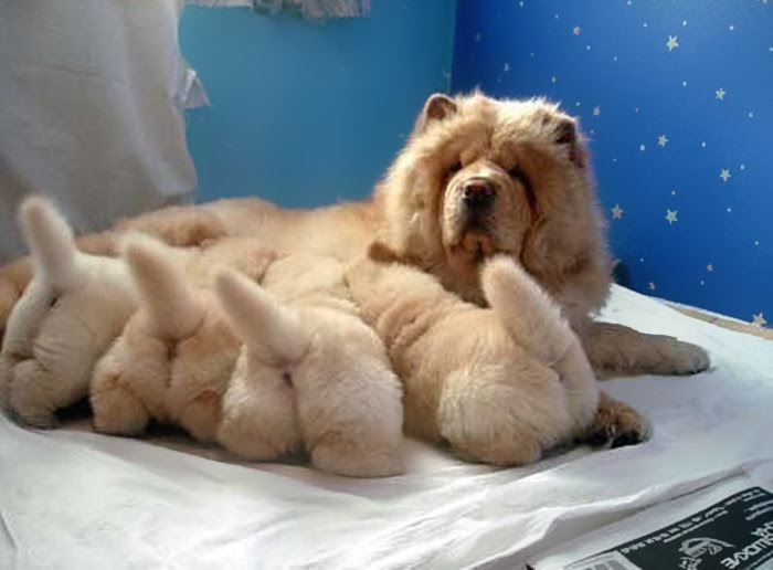 adorable-dogs-and-puppies-cute-photos (16)