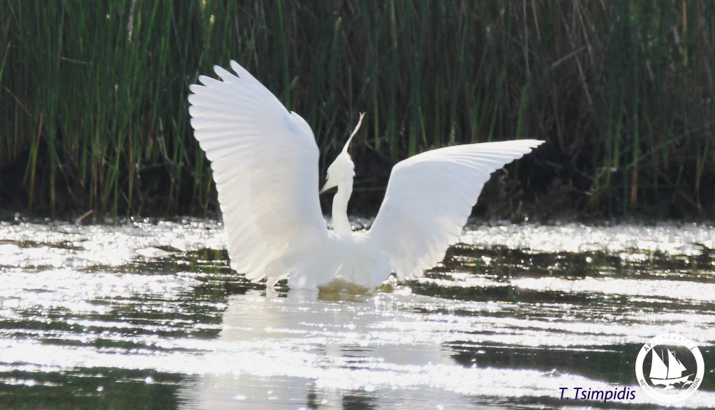 egretta