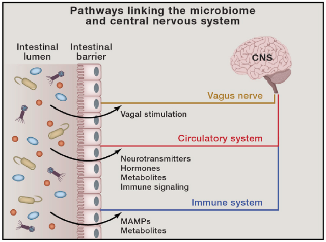 Esquema representativo de las principales vías a través de las cuales la microbiota podría influir en el sistema nervioso central: estimulación del nervio vago, sustancias secretadas al sistema circulatorio y estimulación del sistema inmune. Sampson et al., 2015