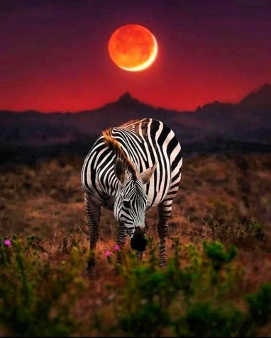 Zebra-sunset