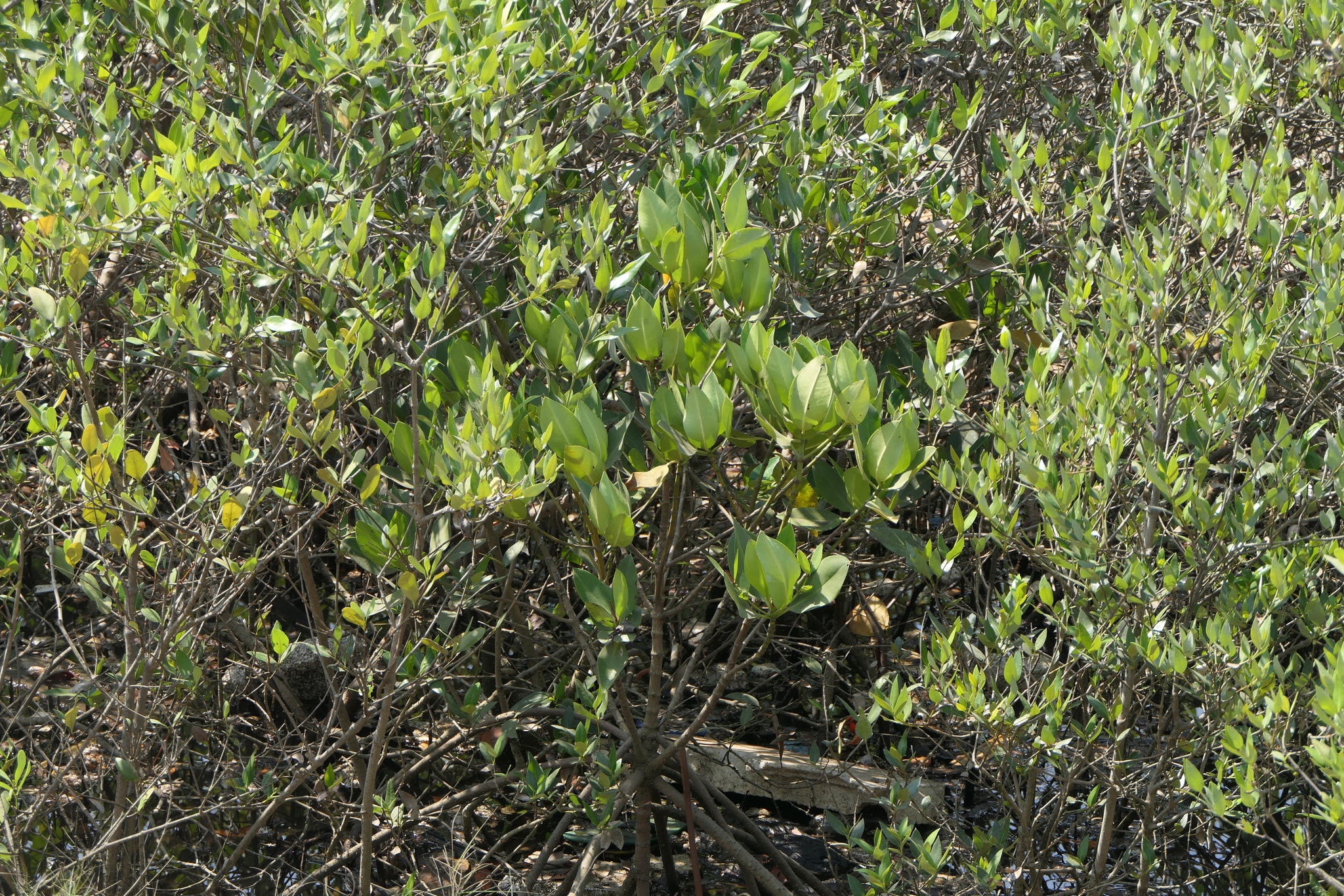 Rhizophora mucronata Poir.
