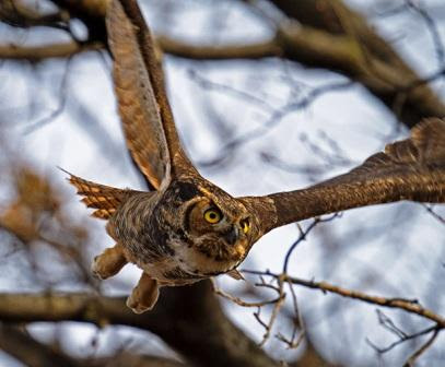 Owls Are Among the Most Sought-After Prizes on the Christmas Bird Count. Photo © Francois Portmann