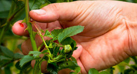 A person's hand picking through the garden with a cut on the finger