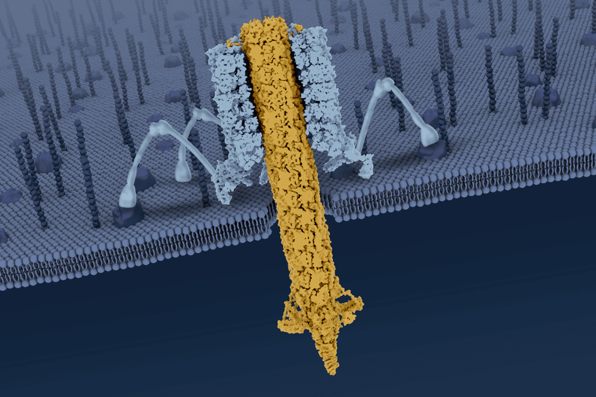 An artist's model of a tailocin, puncturing a bacterial membrane