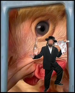 Crying chicken at Kaporos with Hassidic man