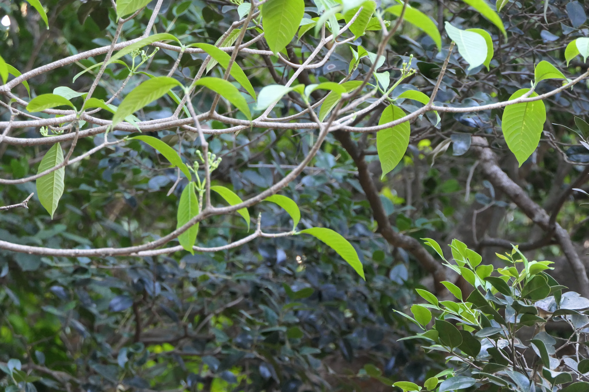 Tabernaemontana alternifolia L.