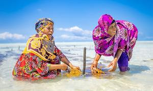 Женщины в Танзании собирают морские водоросли в рамках проекта климатически оптимизированного сельского хозяйства.