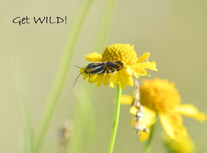 WILD logo