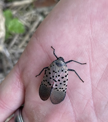 An adult spotted lanternfly, with wings closed, rests on the palm of an open hand.