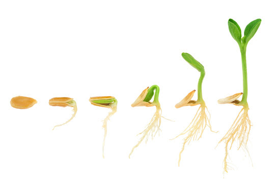 Series of photos of a seed as it germinates in phases.