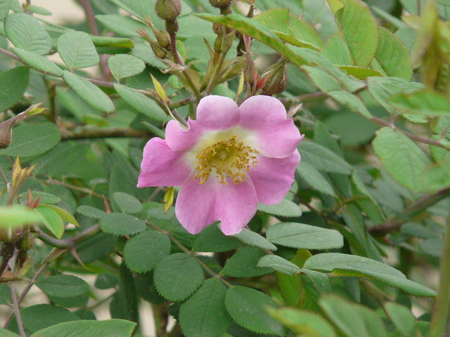 Rosa macrophylla