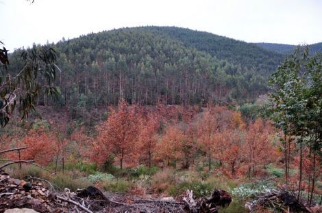 O pequeno bosque, agora sem mimosas, com o Cabeço do Meio em fundo.