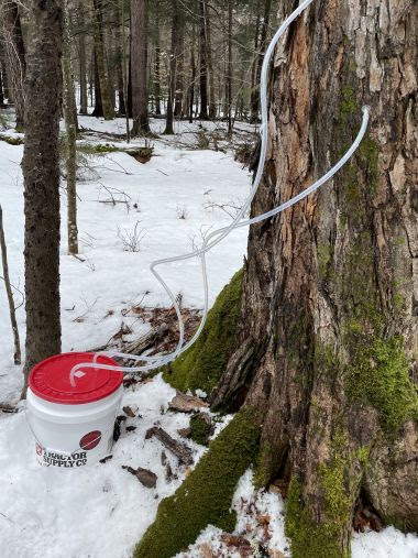 Tubes from tree leading to white bucket in the snow, collecting sap