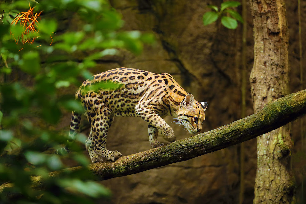 The Six Wildcats of North America - Owlcation