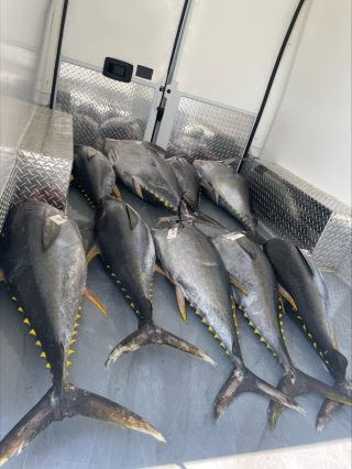 seized tuna